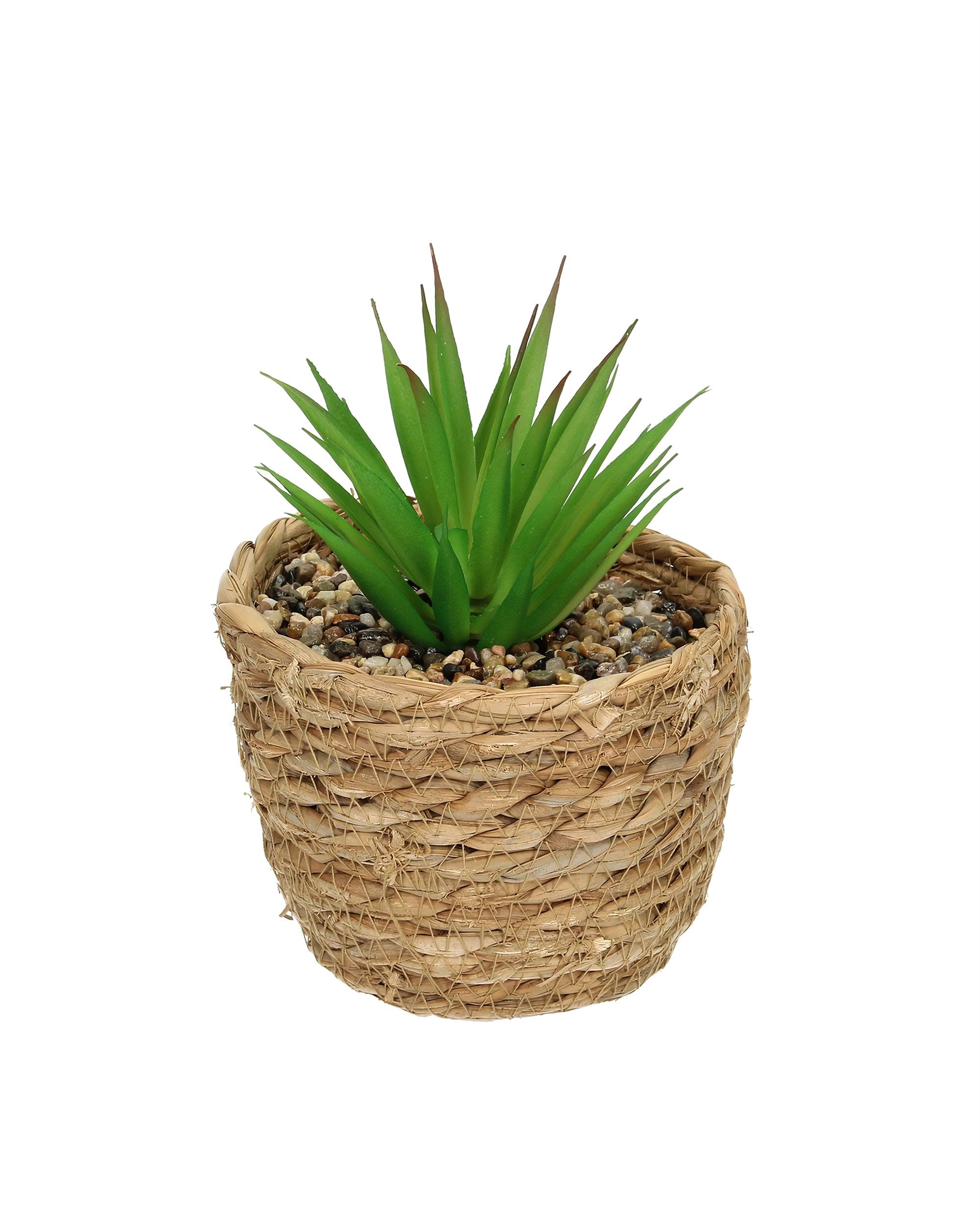 Aloe dekoráció 20 cm