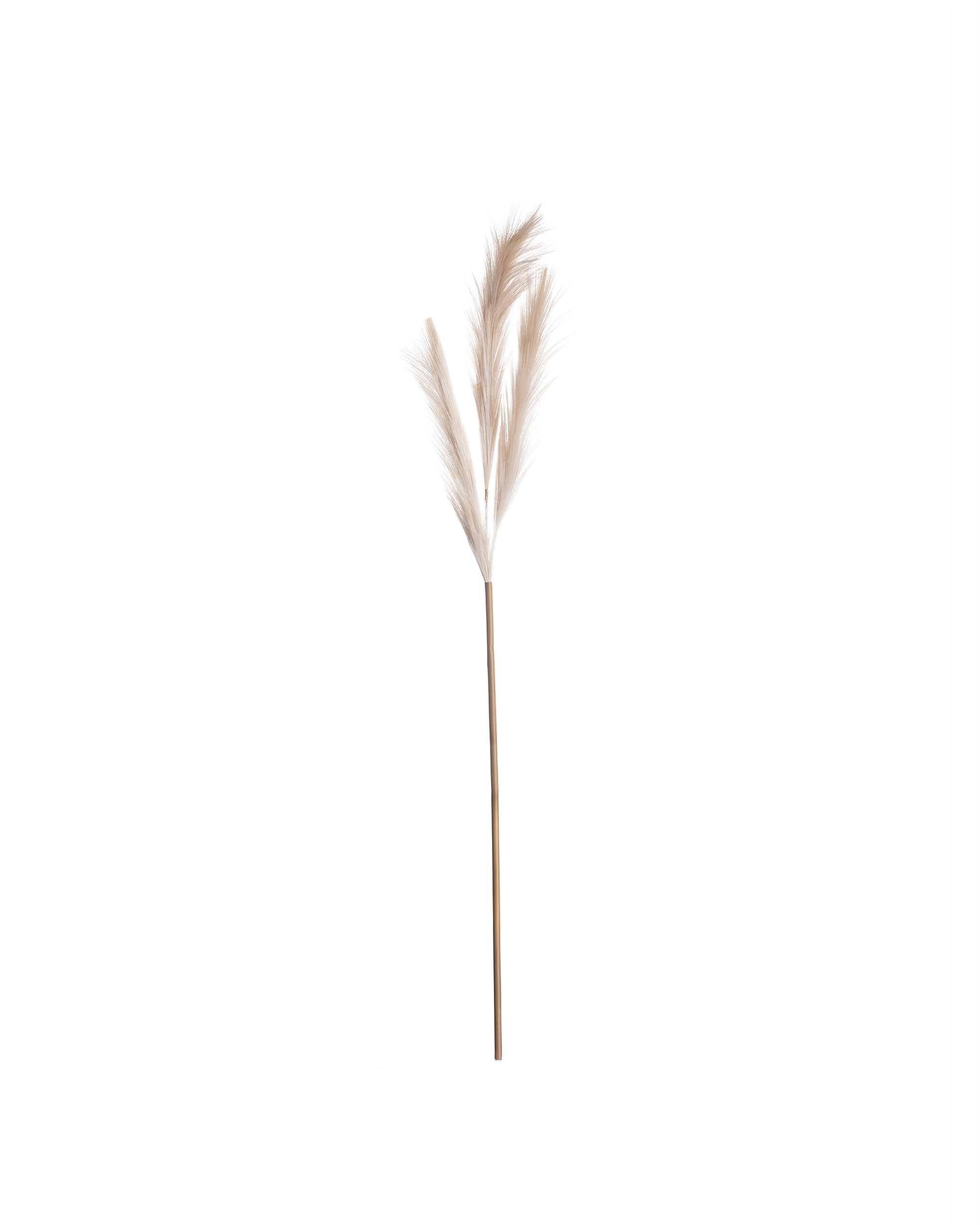 Pampafű 110cm bézs