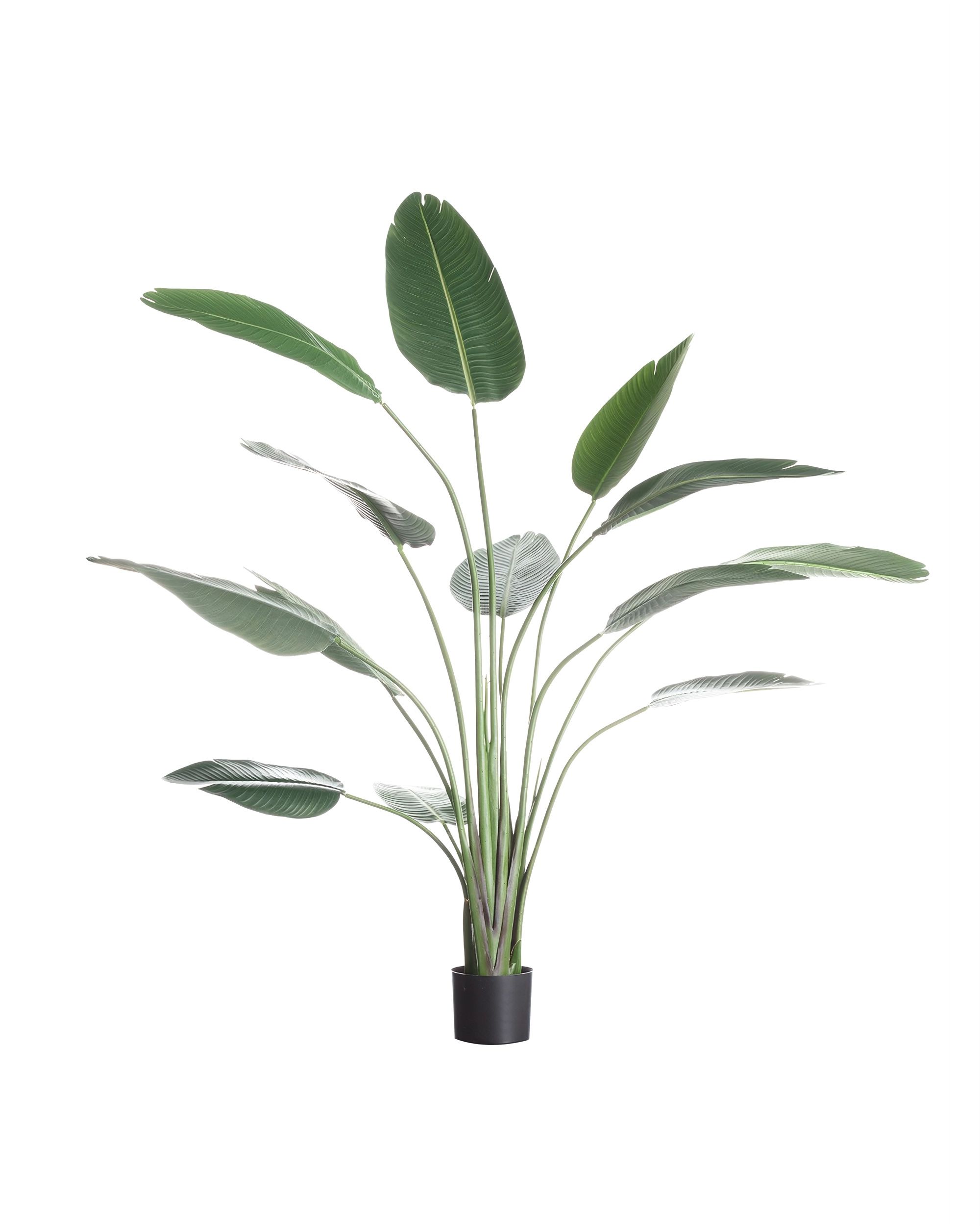 Banánfa cserépben 185 cm