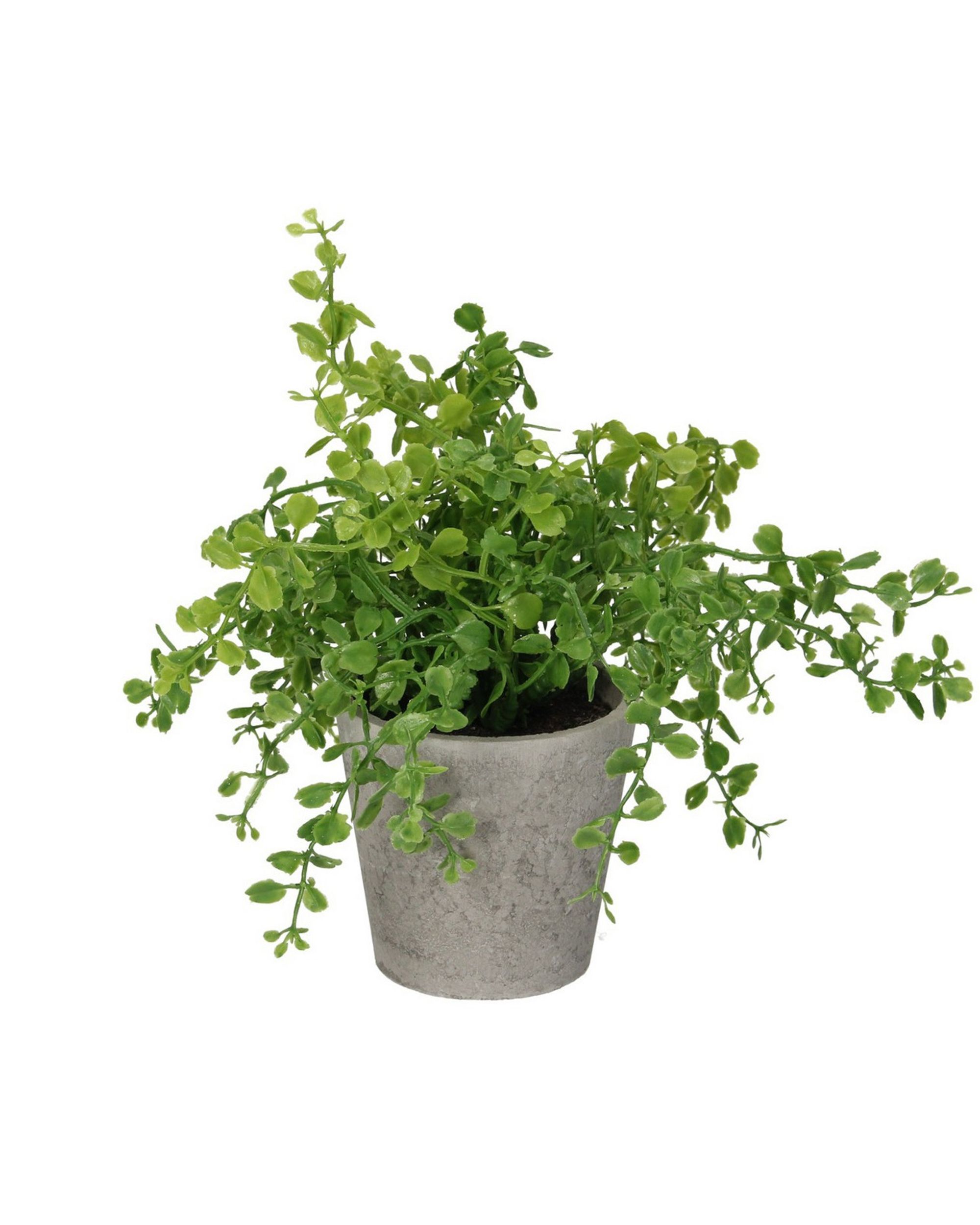 Eukaliptusz cserépben 16 cm (hover)